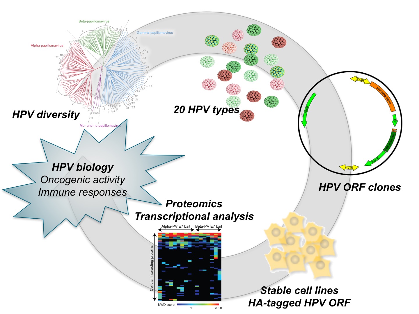 A systematic approach to HPV-host interactions
